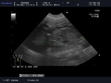 185--3_20120929_VET-_Abdom_0003