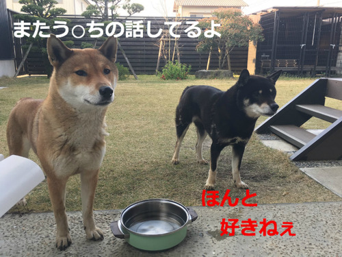 BlogPaint