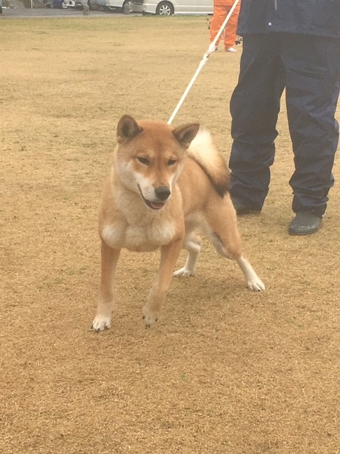 平成31年春季日本犬保存会展覧会 香川展 黒四つ四国犬 まろの日々 平成31年春季日本犬保存会展覧会 香川展 黒四つ四国犬 まろの日々