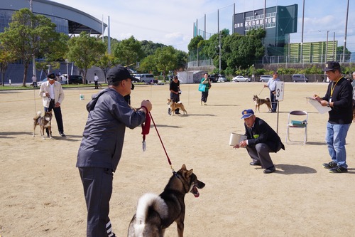 2018高知展成犬雄