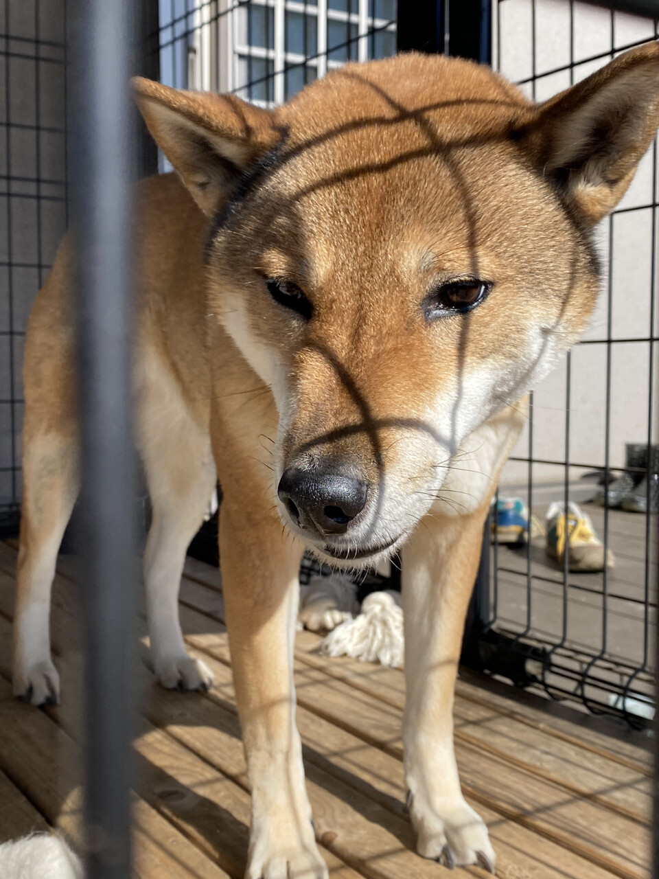 冬の晴れ間 黒四つ四国犬 まろの日々