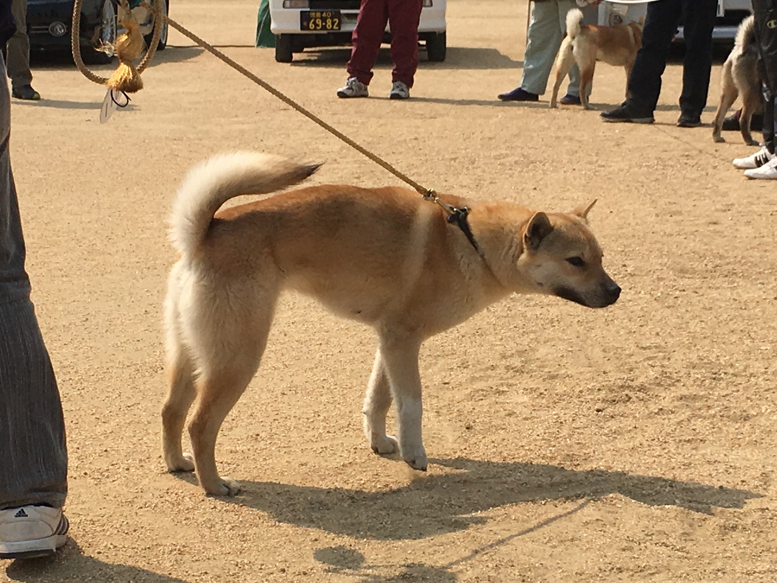 平成29年春季日本犬保存会 徳島 高知展 黒四つ四国犬 まろの日々 平成29年春季日本犬保存会 徳島 高知展 黒四つ四国犬 まろの日々