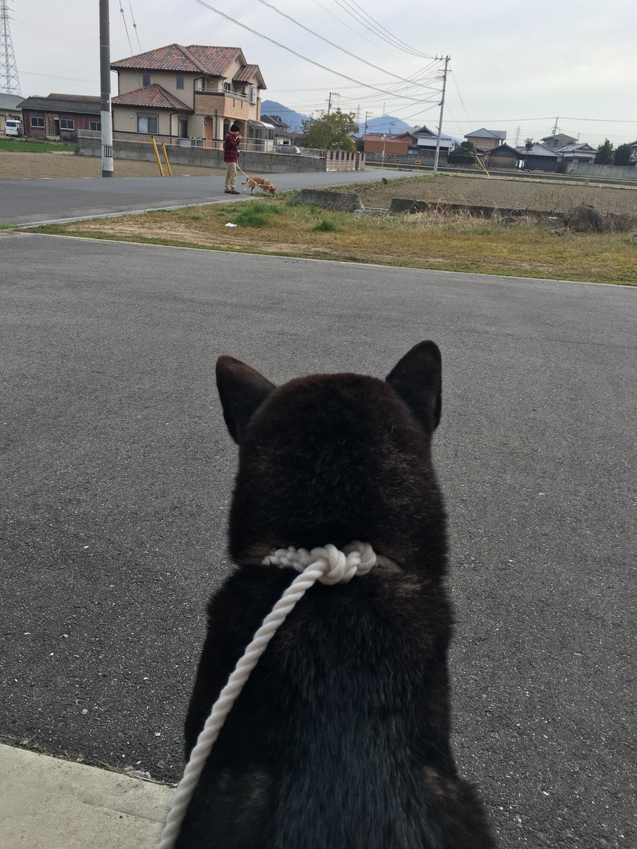 群れのリーダーとして 黒四つ四国犬 まろの日々 群れのリーダーとして 黒四つ四国犬 まろの日々