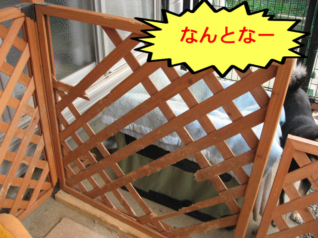 クリップ 退院 防止 ラティス 犬 サークル Culturessonores Org