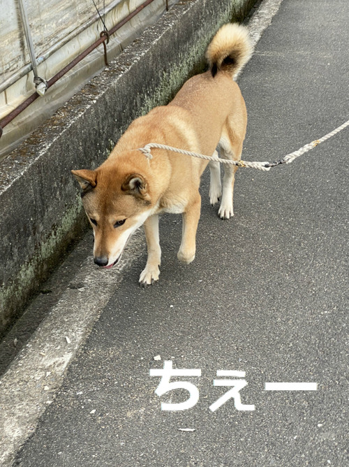 BlogPaint