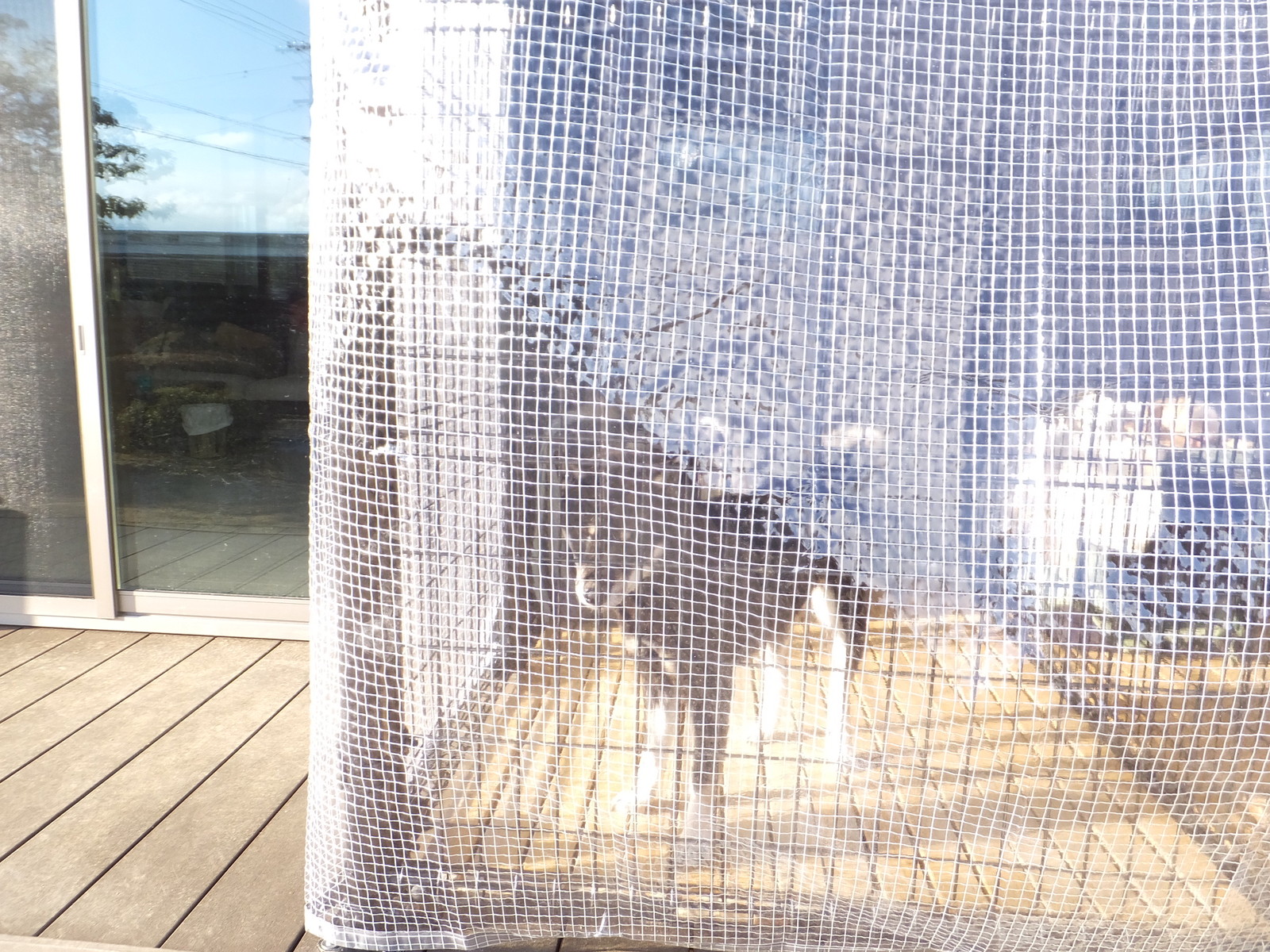 彼女 In The ビニールハウス 黒四つ四国犬 まろの日々 彼女 In The ビニールハウス 黒四つ四国犬 まろの日々