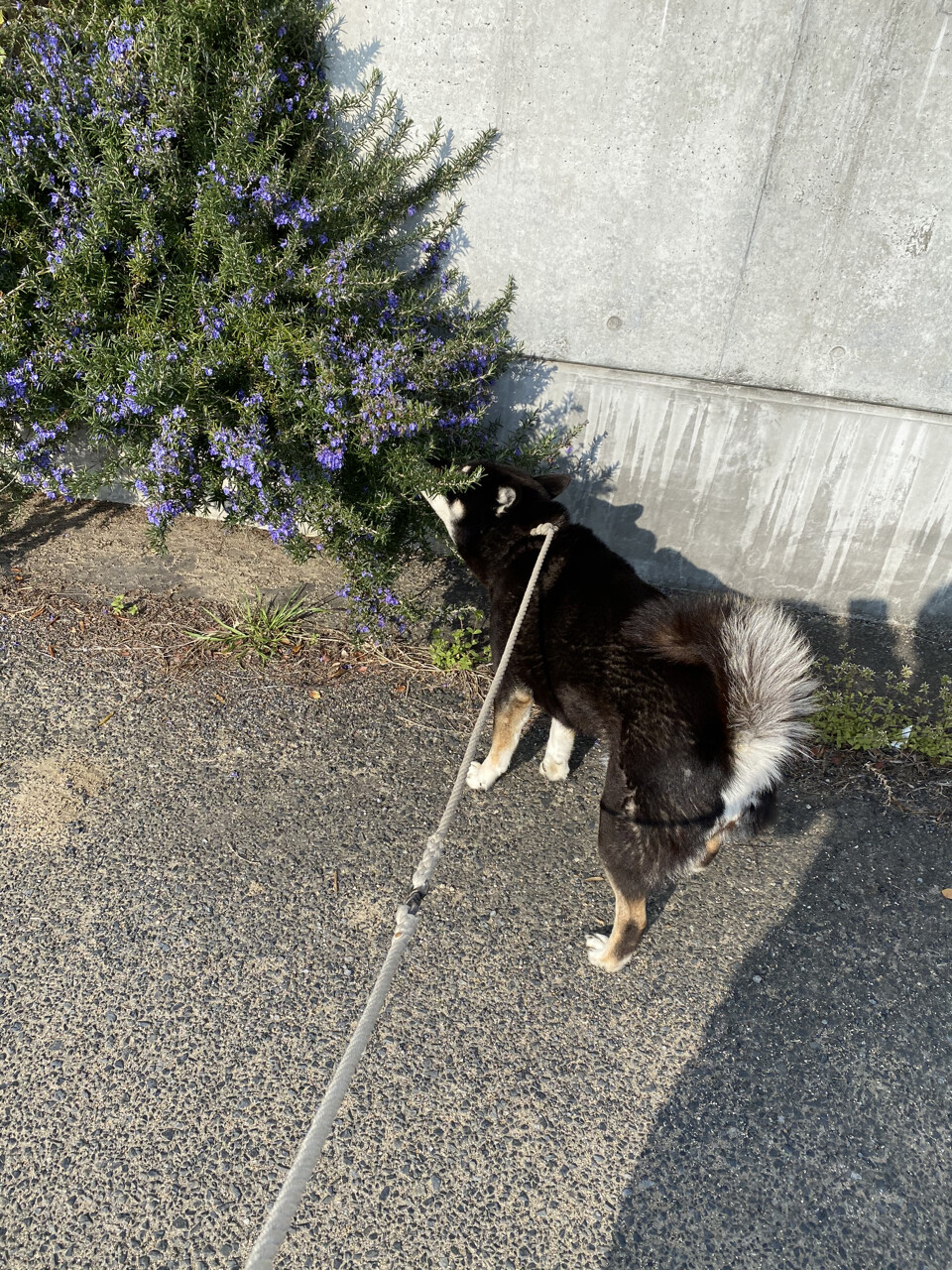 みんなで日曜日 黒四つ四国犬 まろの日々 みんなで日曜日 黒四つ四国犬 まろの日々