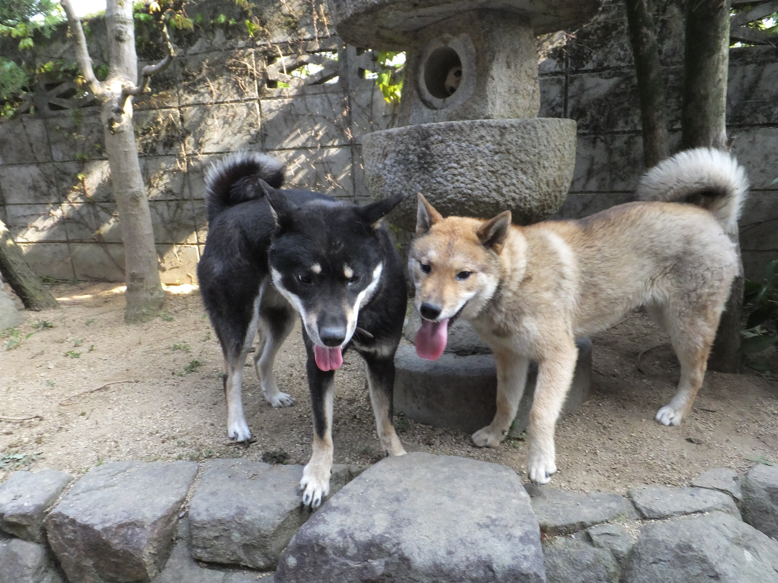 香川四国犬事情 その2 黒四つ四国犬 まろの日々 香川四国犬事情 その2 黒四つ四国犬 まろの日々