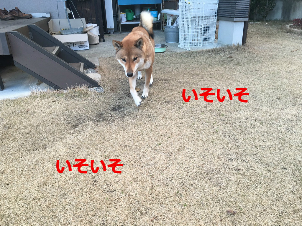 レジェンド ふたたび 黒四つ四国犬 まろの日々