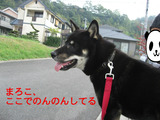 BlogPaint