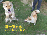 BlogPaint