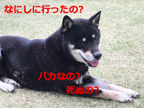 BlogPaint