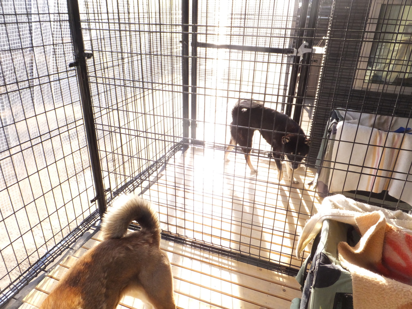 彼女 In The ビニールハウス 黒四つ四国犬 まろの日々 彼女 In The ビニールハウス 黒四つ四国犬 まろの日々