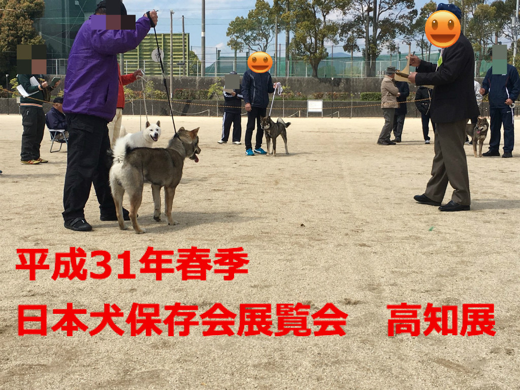 平成31年春季日本犬保存会展覧会 高知展 黒四つ四国犬 まろの日々 平成31年春季日本犬保存会展覧会 高知展 黒四つ四国犬 まろの日々