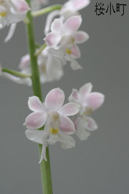 今朝のエビネ 園主の横でひとりごと