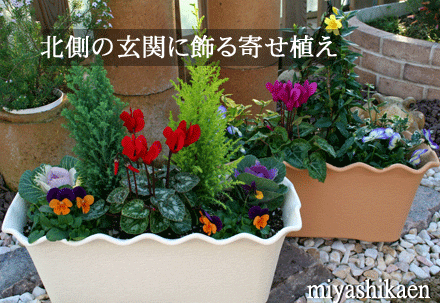 シクラメン生産直売 宮子花園 花 季節の寄せ植え