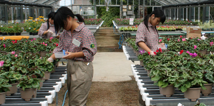 石川県翠星高校のインターンシップが始まりました シクラメン生産直売 宮子花園