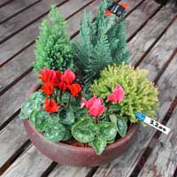 ガーデンシクラメンとコニファーの寄せ植え シクラメン生産直売 宮子花園