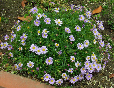 ブラキカムを長く楽しむために シクラメン生産直売 宮子花園 ブラキカムを長く楽しむために シクラメン生産直売 宮子花園