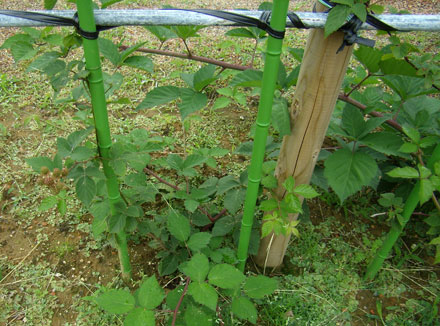 地植えにしたブラックベリーの花が咲かない シクラメン生産直売 宮子花園