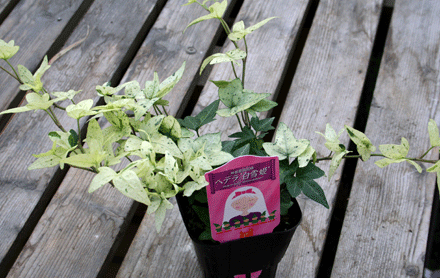 清楚な寄せ植えにおススメの ヘデラ 白雪姫 入荷しました シクラメン生産直売 宮子花園