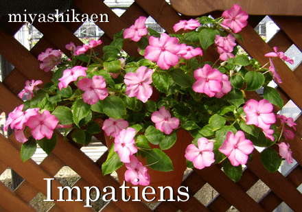 シクラメン生産直売 宮子花園 今が旬 夏の花