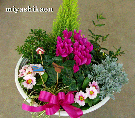 シクラメン生産直売 宮子花園 花 季節の寄せ植え シクラメン生産直売 宮子花園 花 季節の寄せ植え