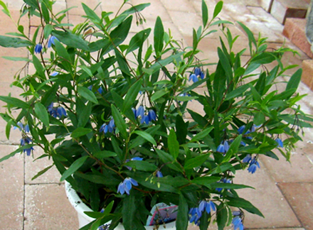 シクラメン生産直売 宮子花園 今が旬 夏の花