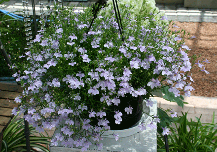 アズーロコンパクトは 一株でこのボリュームです シクラメン生産直売 宮子花園