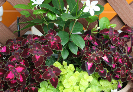 シクラメン生産直売 宮子花園 花 元気な花苗たち