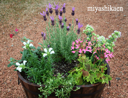 シクラメン生産直売 宮子花園 花 季節の寄せ植え