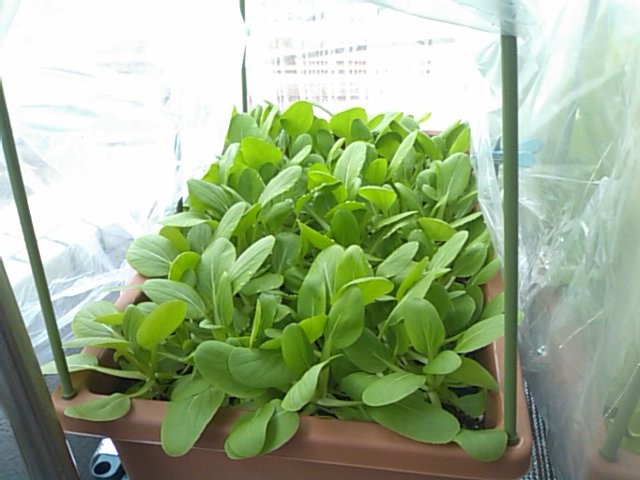 ミニチンゲンサイを間引き とゆうか収穫 一畳ベランダ菜園 ミニチンゲンサイを間引き とゆうか収穫 一畳ベランダ菜園