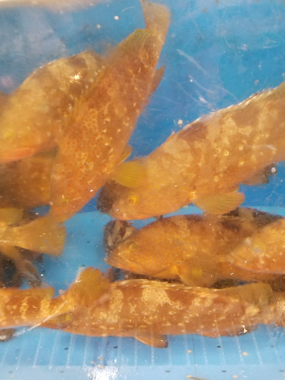 旬キジハタ 旬を楽しむ魚ライフ