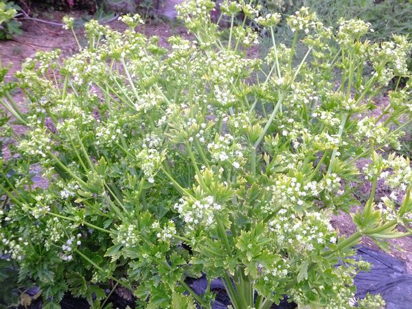 セロリの花 ゆっくりライフ