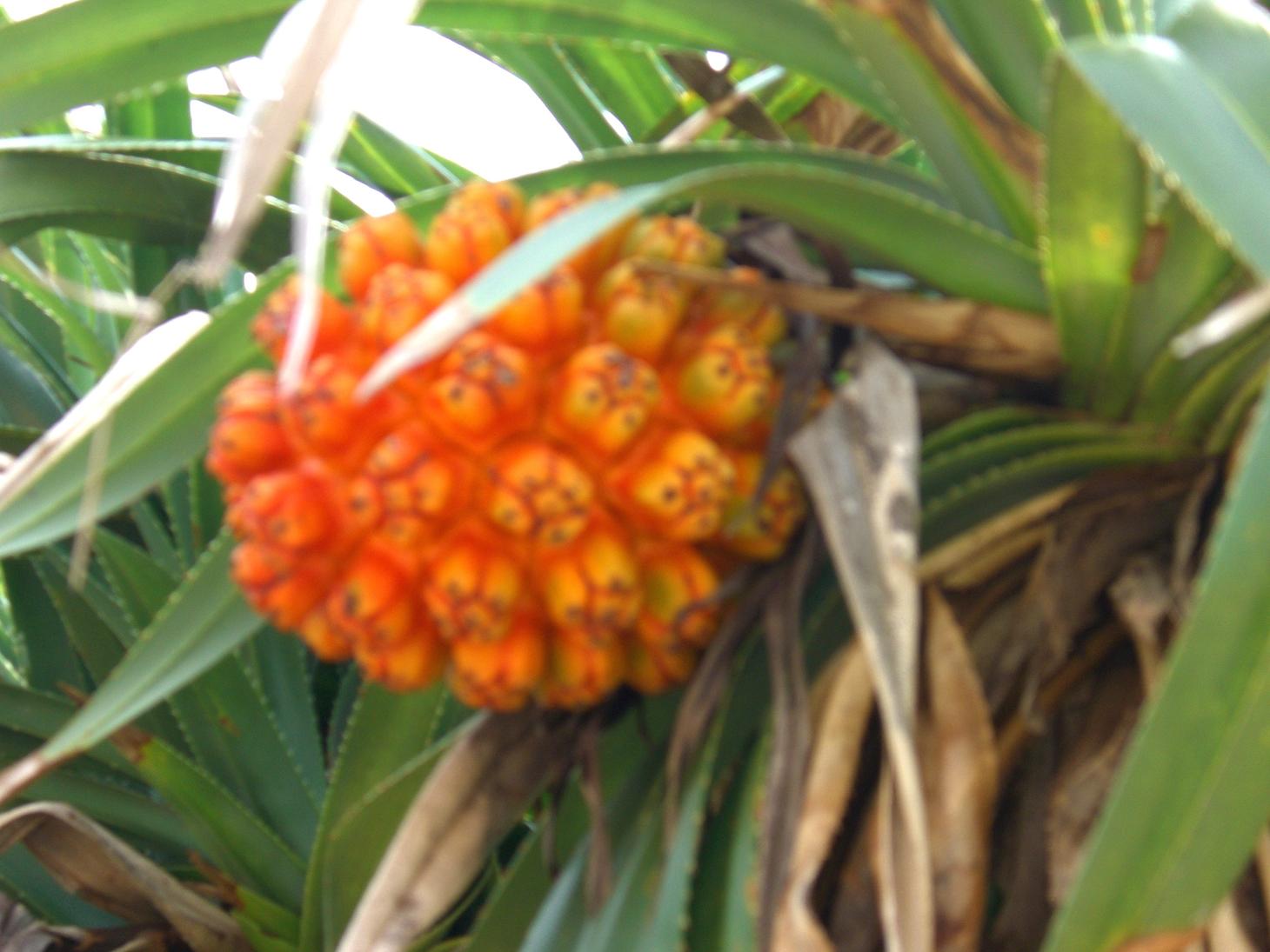 ヤドナシ Tropical Blog