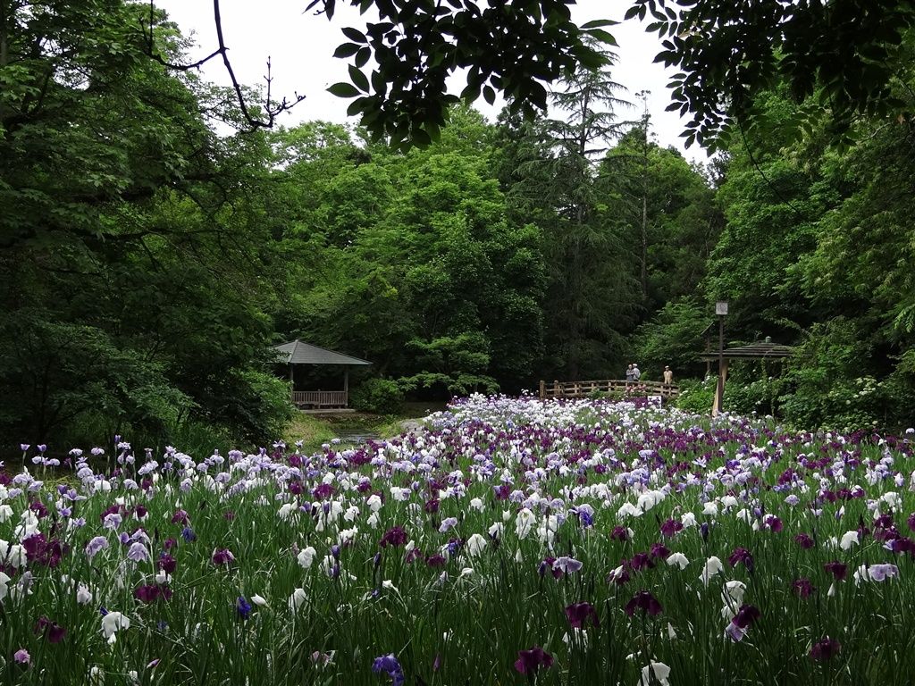 滑川市行田公園にて撮影 魚津どっとねっと オーナーの日々精進日記 滑川市行田公園にて撮影 魚津どっとねっと オーナーの日々精進日記