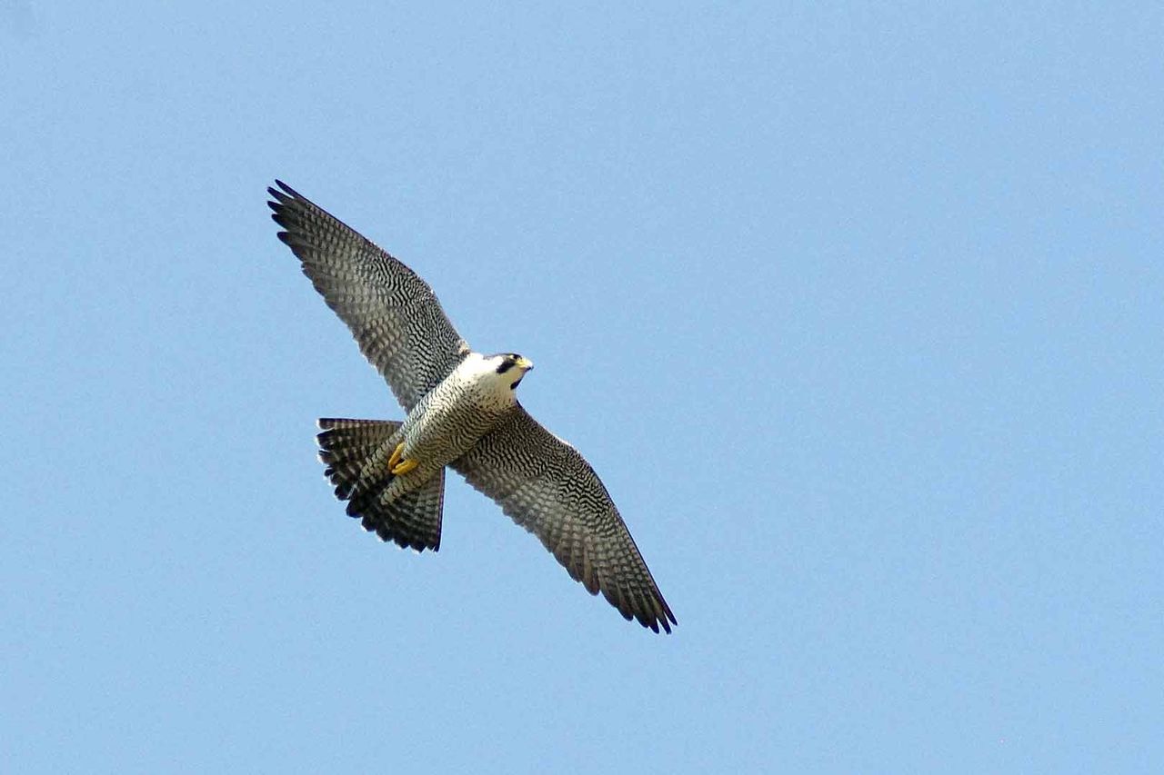 ハヤブサ 鳥見ing