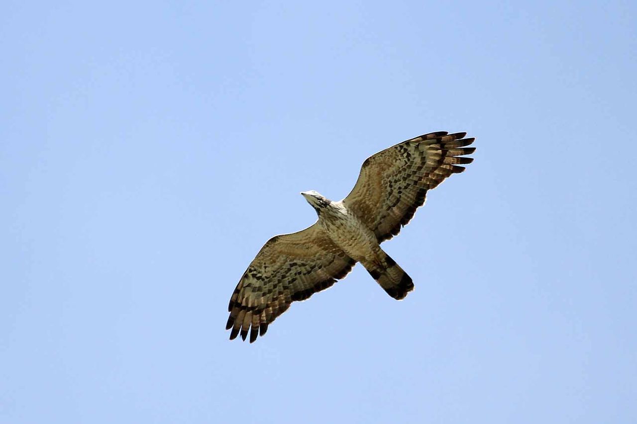 ハヤブサ 鳥見ing