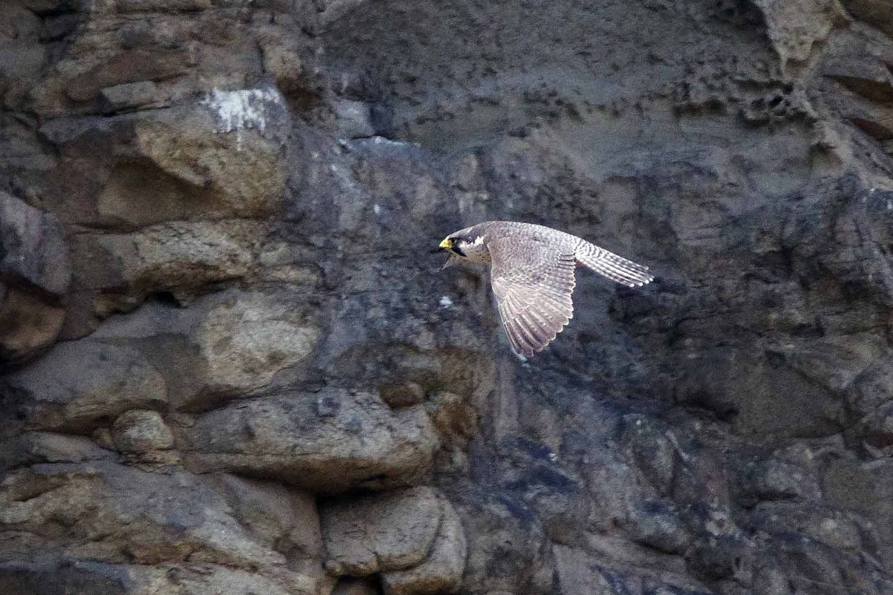 ハヤブサ 鳥見ing