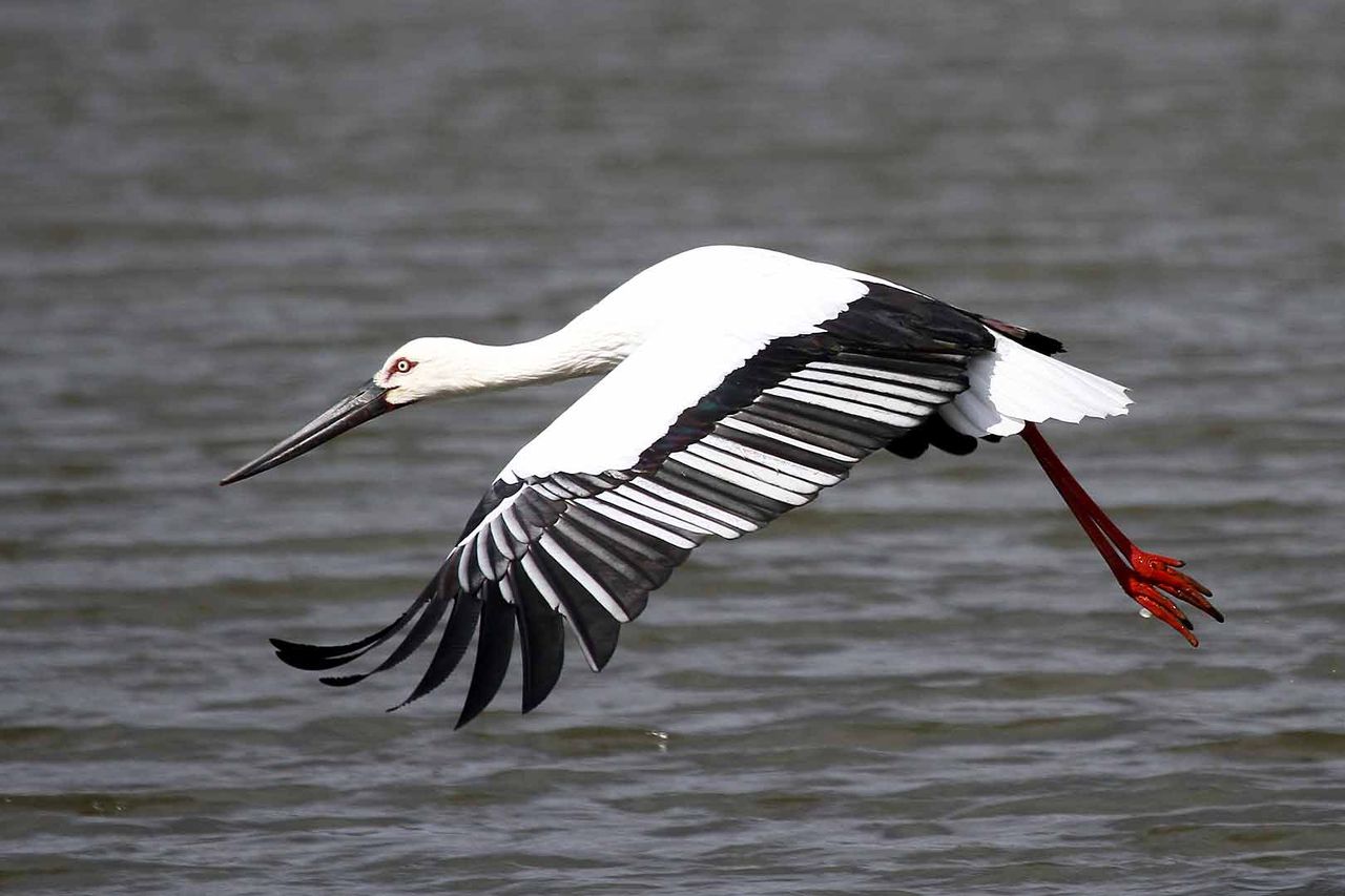 鳥見ing