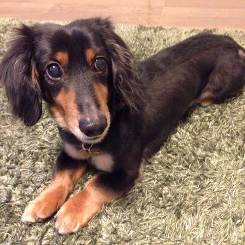 タケノコとコーンの洋風木の芽和えと 犬っぽい件 簡単 節約 おしゃレシピ Shimaのオウチカフェ Powered By ライブドアブログ タケノコとコーンの洋風木の芽和えと 犬っぽい件 簡単 節約 おしゃレシピ Shimaのオウチカフェ Powered By ライブドアブログ