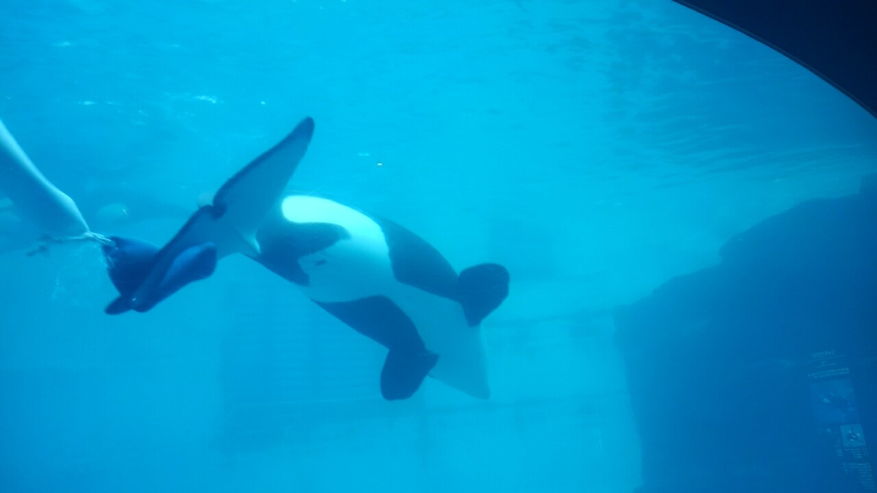 15年3月シャチ泳ぐ水槽 名古屋港水族館より 蜃shin のblog 15年3月シャチ泳ぐ水槽 名古屋港水族館より 蜃shin のblog
