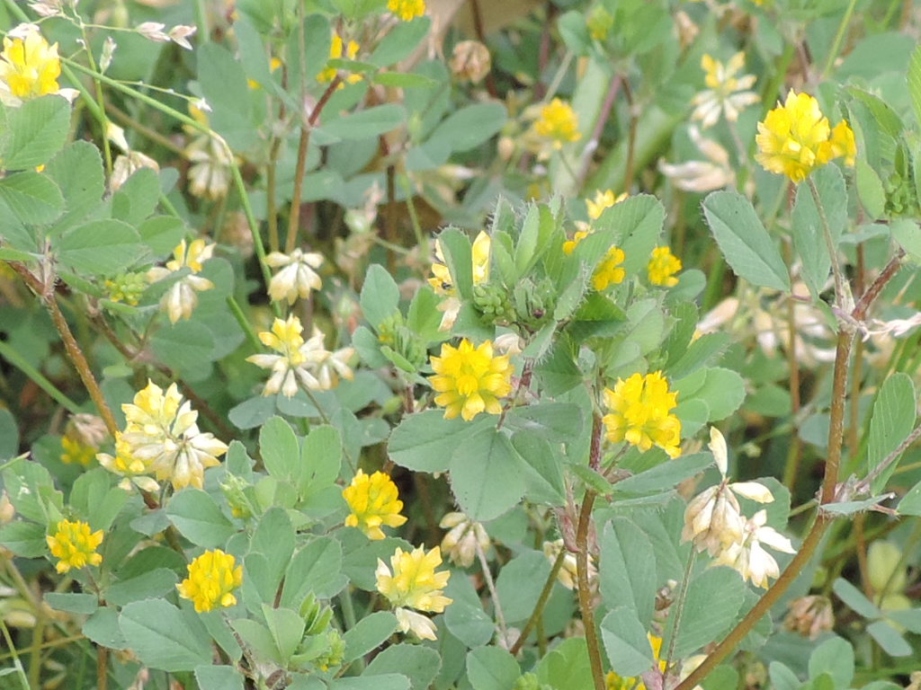 コメツブツメクサ 米粒詰草 父の植物誌