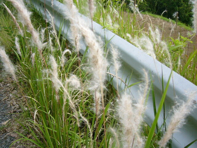 チガヤ 茅 父の植物誌 チガヤ 茅 父の植物誌