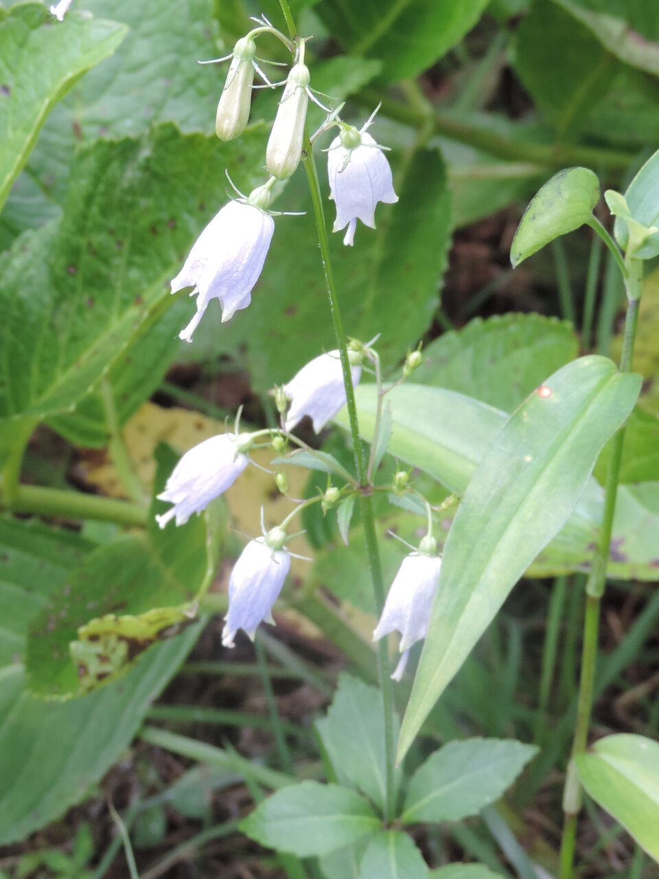 ツリガネニンジン 釣鐘人参 父の植物誌 ツリガネニンジン 釣鐘人参 父の植物誌