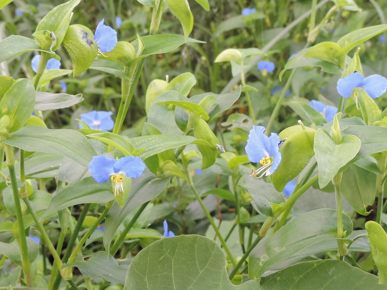 ツユクサ 露草 父の植物誌
