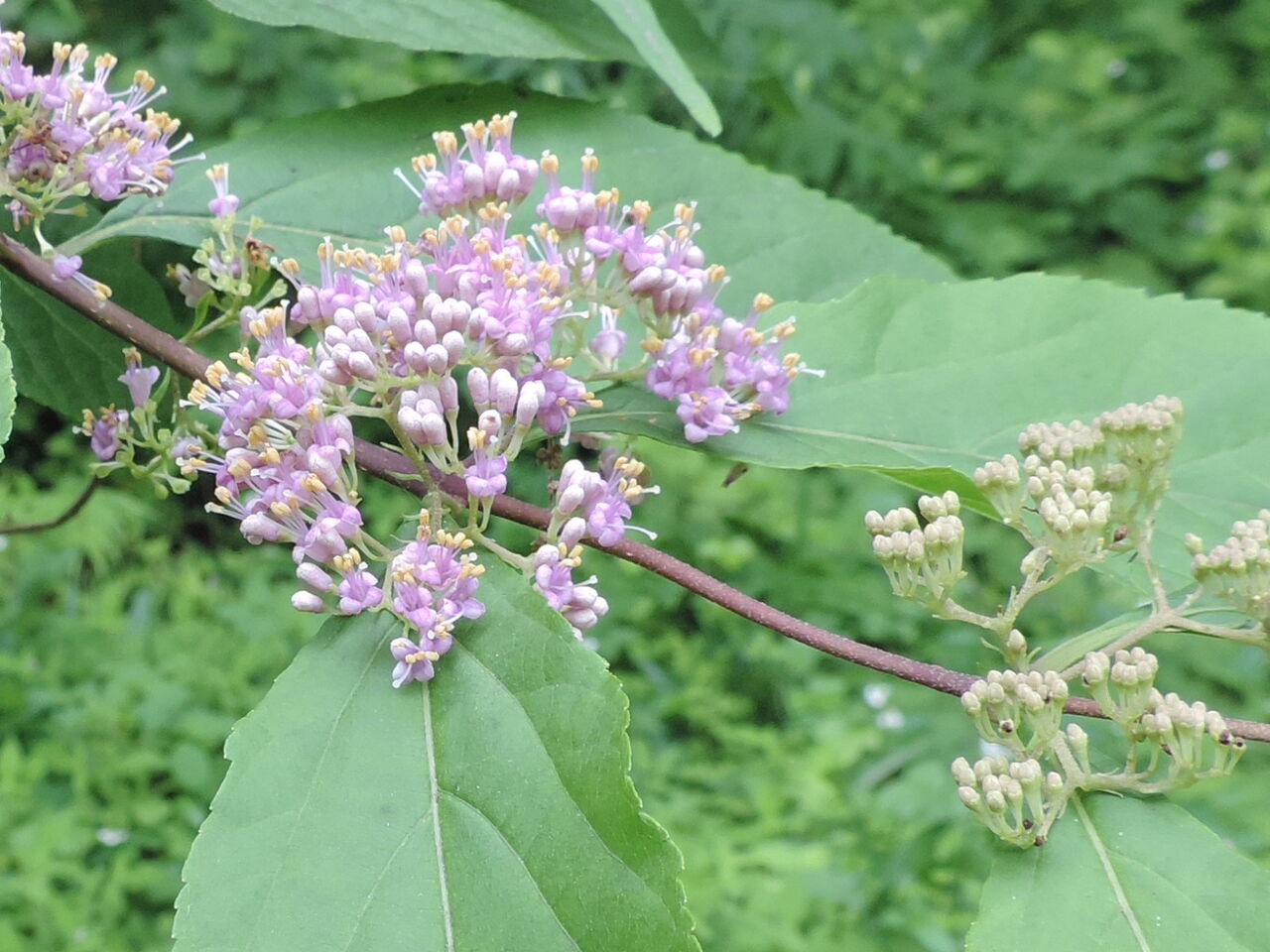コムラサキ 小紫 父の植物誌 コムラサキ 小紫 父の植物誌