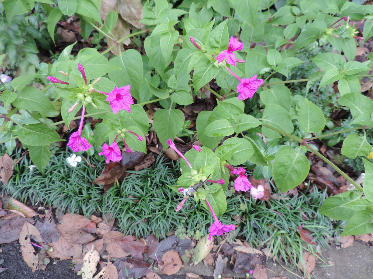 オシロイバナ 白粉花 白粧花 父の植物誌 オシロイバナ 白粉花 白粧花 父の植物誌