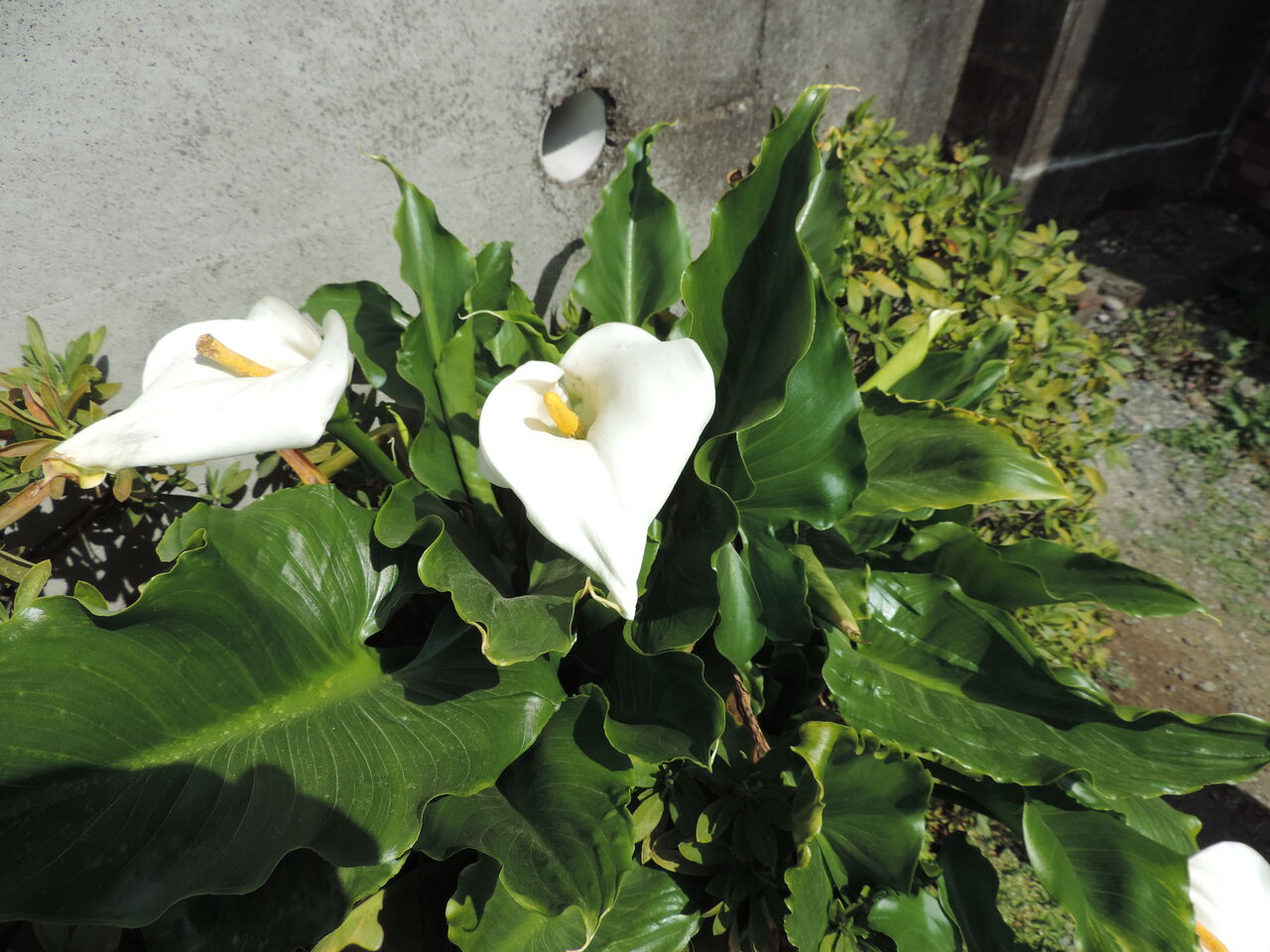 オランダカイウ 和蘭海芋 父の植物誌 オランダカイウ 和蘭海芋 父の植物誌