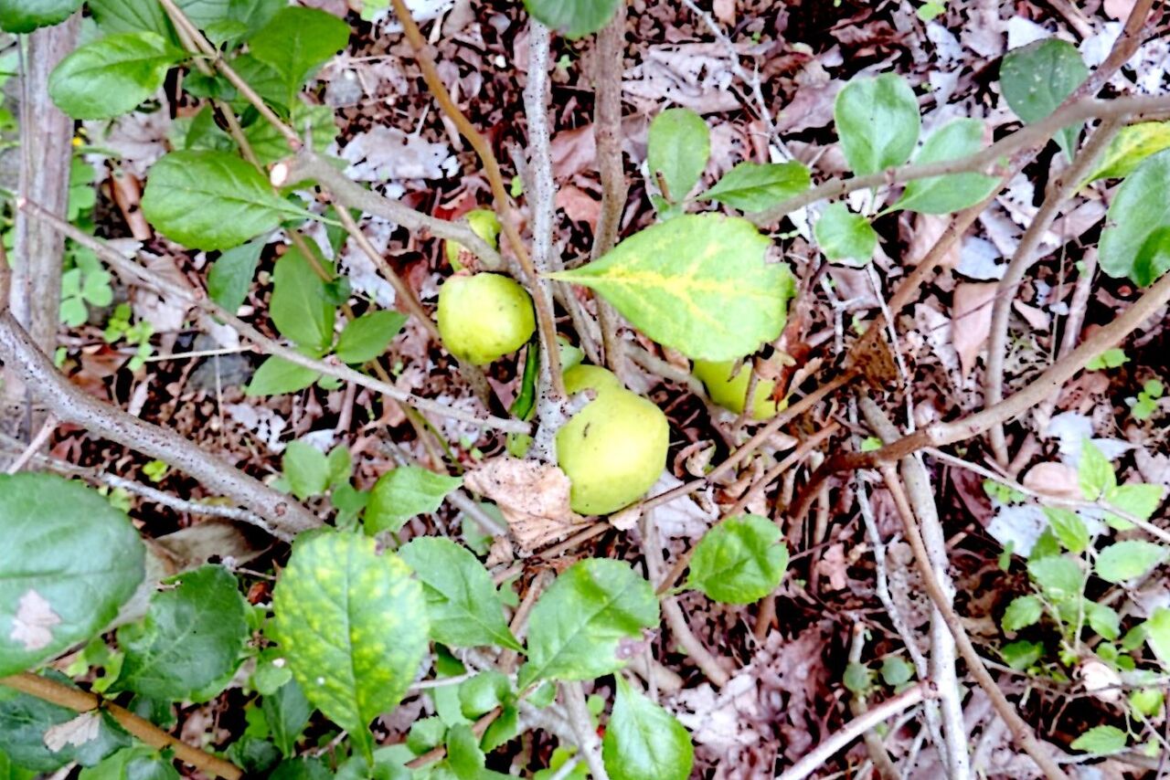 クサボケ 草木瓜 父の植物誌